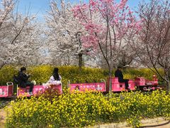 -古柏渡丰乐樱花园