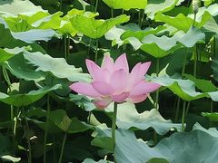-莲池书院博物馆