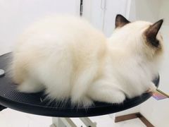 -momokira米努特·德文卷毛猫·棉花面纱犬
