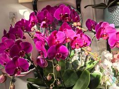 -FEI FEI FLOWER鲜花店·气球派对·宝宝宴布置(虹口德必运动Loft店)
