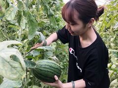 -庞各庄西瓜蔬菜采摘园·锦华瓜园
