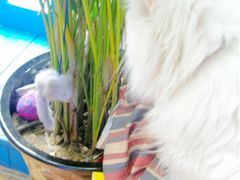 -Sirena海妖日咖夜酒