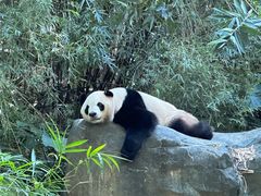 -广州长隆野生动物世界