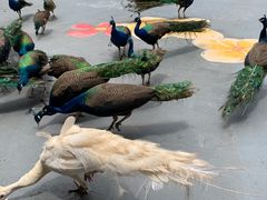 -西双版纳原始森林公园