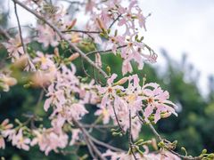 -风云岭森林公园