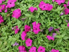 -松山湖梦幻百花洲