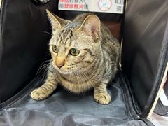-御宝贝24h宠物医院·转诊中心·CT核磁血透中心(厦门总院)