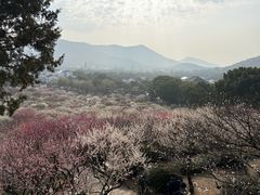 -香雪海