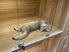 -猫十亿·布偶金渐层·曼基康矮脚猫舍(青年路店)
