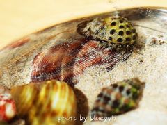 纪念品-滴水丹屏