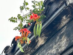 -青果巷历史文化街区