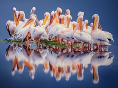 -罗红摄影艺术馆