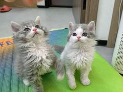 -pd派德宠物中心医院24H急重症·眼科中心·血液透析中心(嵩山北路店)