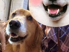 -萌喵宠狗爱心宠咖