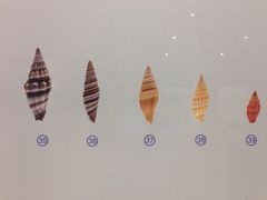 -青岛贝壳博物馆