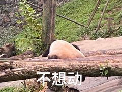 -都江堰中华大熊猫苑