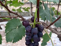 -马陆小张葡萄园农家乐