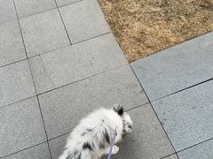 -瑞派宠物医院·24h·骨外科·皮肤科·全科宠物医疗转诊中心(沈阳浑南院)