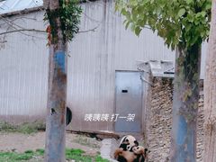 -卧龙中华大熊猫苑神树坪基地