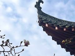 -长春观