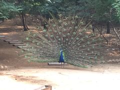 -石家庄市动物园