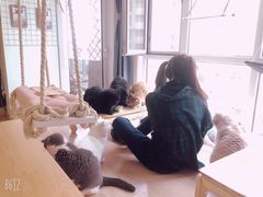 -MOYOYO猫咪咖啡店