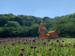 -苏州上方山国家森林公园
