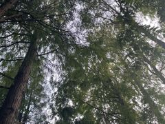 -上海滨江森林公园