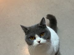 -御宝贝·A梦猫科宠物医院(国际猫友好医院)