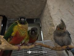 -吉丁鸟咖·异宠·寄养