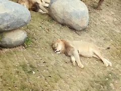 -泉州海丝野生动物世界