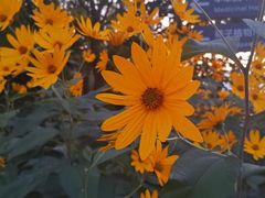 -鲜芋仙Meet Fresh(五道口店)