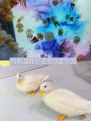 -七巧国萌宠乐园(龙湖天街店)
