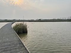 -盐城丹顶鹤湿地生态旅游区