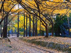 -上海共青森林公园