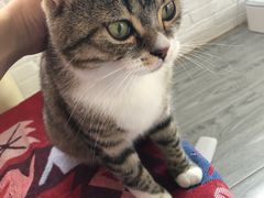 -喵屿·大理花园猫咖