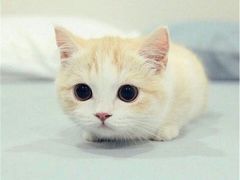 糖霜饼干-大麦吉翻糖蛋糕甜品桌商务茶歇(光复西路店)