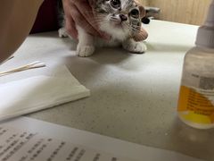 -瑞鹏宠物医院·骨科·猫科·内科(第一中心)