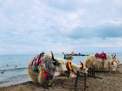-青海湖国家重点风景名胜区