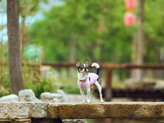 -超宠爱宠物摄影-Super pet