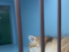 -FAELING PETS美天灵宠物(合生汇店)