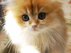 -欣宠猫屋·矮脚拿破仑·蓝金金渐层