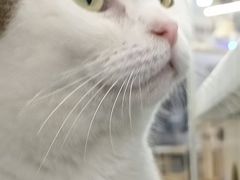 -喵园·猫主题咖啡厅·撸猫·猫咖(国贸店)