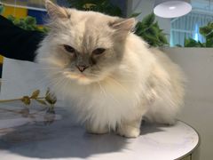 -喵喵咪呀布偶猫咖(春熙路店)