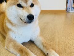 -南京Hallo宠物乐园·哈罗犬舍·柴犬繁育基地