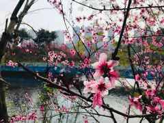 -重庆彩云湖湿地公园
