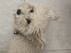 -天宠宠物医院24小时·急重症诊疗中心·全科·腔镜特色(和平分院)