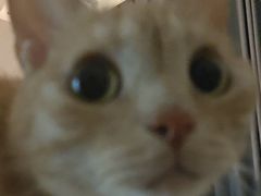 -BABIT巴比特宠物(MOMOPARK店)