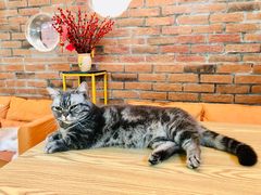 -豆逗聊愈猫阁Easy Life