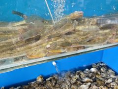 -港畔赶海蒸汽海鲜烧烤自助(仙螺岛店)